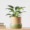 Threshold Green Live Houseplant - Good Little Garden™ - 2 of 4