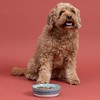 Mason Cash: Reactive Fade Pet Bowl - 5.1", 10.1oz - Multi Glaze, Dog Food-Water Dish - 4 of 4