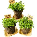 Hortiki Plants Organic Microgreen Garden Kit