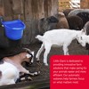 Little Giant Auto Float Controlled Waterer Livestock Water Trough - 2 of 4