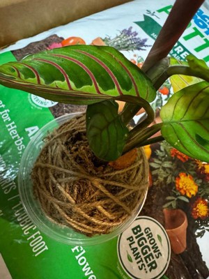 Guest review image 1 of 2, zoom in