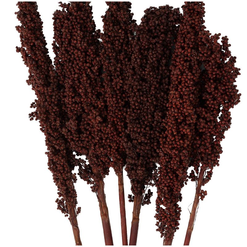 Dried Plant Corn Maze Natural Foliage with Long Stems Dark Brown - Olivia &#38; May, 3 of 7