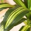 DR.Planzen 7ft UV Resistant Artificial Dracaena Tree with Gray Tall Planter, Pre Potted Fake Plants for Indoor Outdoor Home Decor, Big Faux Tree - 3 of 4