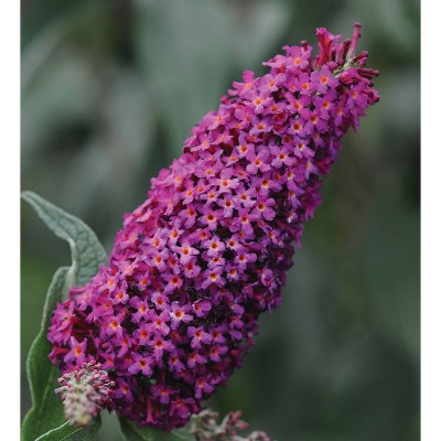 2.5qt 'Blaze Pink' Buddleia Plant with Pink Blooms - National Plant Network