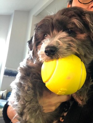KONG Rewards Treat Dispenser Ball Small Dog Toy