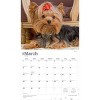 BrownTrout For the Love of Yorkshire Terriers 2026 14"x24" Hanging Deluxe Wall Calendar Plastic-Free - 3 of 4