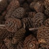 Vickerman Natural Botanicals 0.8" Birch Pine, Natural. Includes 1 kilogram of product per unit. - 2 of 4