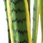 snake plant (yellow) 90cm