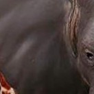 safari animals playset