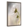 16" x 23" Heavenly Cosmos Framed Canvas Wall Art - Amanti Art: Mandy Disher Botanical Print - 2 of 4
