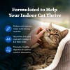 Blue Buffalo Wilderness High Protein Natural Adult Indoor Dry Cat Food with Chicken - 4 of 4