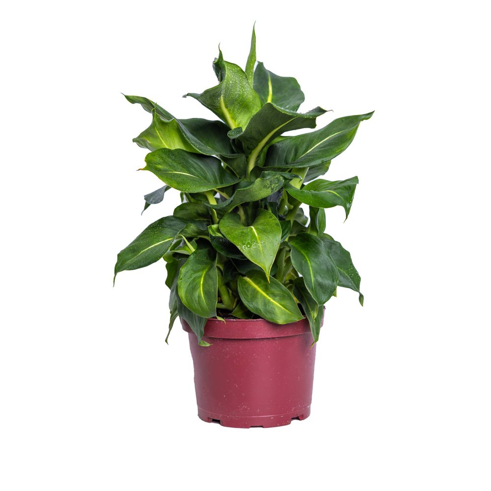 Live 6 Dieffenbachia Green Magic Houseplant in Grower Pot