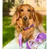 PoisePup - Luxury Pet Dog Leash - Soft Premium Italian Leather and 100% Natural Cotton Rope Leash - Lavish Lavender - 3 of 3