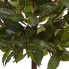 2ft Artificial Sweet Bay Tree in White Glossy Cylinder - Nearly Natural: Indoor Decorative Faux Foliage - image 2 of 3