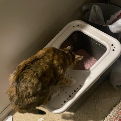 Guest review image 1 of 3, zoom in