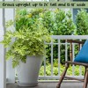 Soil Sunrise Live Citronella Geranium Plants; Pelargonium Citronella Scented Potted Plants - 4 of 4