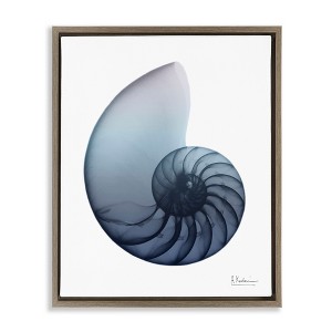 Stupell Industries Contemporary Nautilus Shell, 25" x 31" - 1 of 4