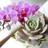 Green Circle Growers 4" Pink Orchid and Succulent Houseplant Ceramic Planter - 2 of 4