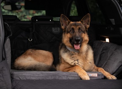 Backseat Barker: SUV Edition