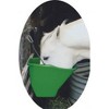 Little Giant Durable Plastic Flat Back Livestock Feed Bucket - 3 of 4