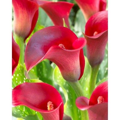 Van Zyverden Set of 5 Callas Indian Summer Bulbs