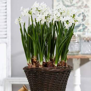 VAN ZYVERDEN Harmony Spring Blooming Patio Planter Kit Set of 40