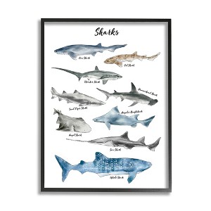 Stupell Industries Nautical Shark Chart Watercolor Marine Animals - 1 of 4