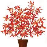 Collections Etc LED Lighted Decorative Fall Branches Set