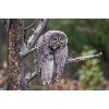 Trends International The Comedy Wildlife Photography Awards: John Blumenkamp - Monday Blahs Unframed Wall Poster Prints - 4 of 4