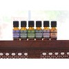 Plantlife Basic Sampler Set 6-pack (Lavender, Tea Tree, Peppermint, Eucalyptus, Rosemary, Sweet Orange) – 100% Pure Therapeutic Grade – 10 ml - 3 of 3