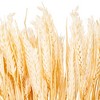 Vickerman 26" Dried Wheat Tarwe Triticum Bunch. This is a natural product, dimensions and color may vary plant to plant. - 2 of 3