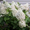 Hydrangea Sweet Summer 4" Potted Rocketliners - Van Zyverden - 3 of 4