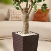 DR.Planzen UV Resistant 6-7FT Artificial Pre Potted Ficus Tree with White Tall Planter for Indoor Outdoor Office House Decor - 4 of 4