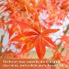 2Pcs Autumn Decoration,Artificial Maple Tree 180CM Artificial Trees Outdoor Indoor,Fake Tree with Planter Pot,Golden Plants for Home Garden - 4 of 4