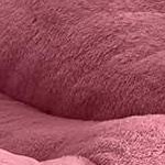 plush pink