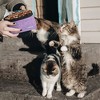 PetAmi Travel Dog Food Bag, Pet Cat Collapsible Bowls Set, Portable Foldable Waterproof Lining - 4 of 4