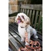 Country Brook Petz Premium Dog Collar - Awesome Autumn Collection - 2 of 4