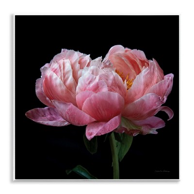 Stupell Industries Blooming Rose on Black Wall Plaque Art