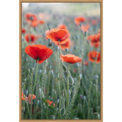 16" x 23" Poppies in Bloom by Brent Bergherm Danita Delimont Framed Canvas Wall Art - Amanti Art