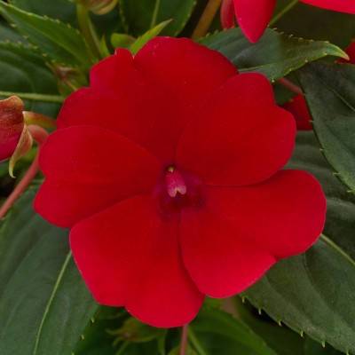 2.5qt Sunpatiens Compact Fire Red Plant with Red Blooms - National Plant Network