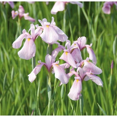 Van Zyverden Premium Series Pond Marginal Iris Laevigata Rose Queen Kit