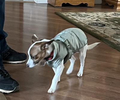 Dog puffer best sale jacket target