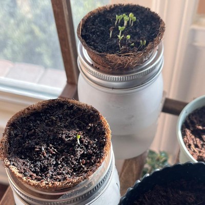 Modern Sprout Garden Jar (Mint)
