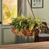 Plum & Post Boston Fern Rustic Drop-In 12" - 3 of 3