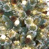 Puleo 7.5' Pre-Lit LED Full Carolina Pine Artificial Christmas Tree White Lights: Warm LED, Hinged Branches - 3 of 3