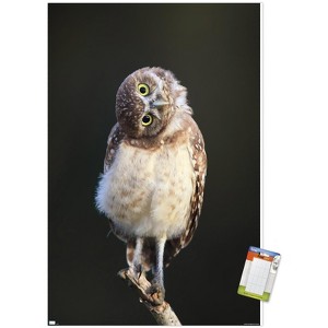 Trends International Curious Burrowing Owlet Unframed Wall Poster Prints - 1 of 4