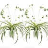 Acekool 2-Pack Artificial Chlorophytum Comosum Hanging Plants with Pots, Realistic Faux Plants for Indoor and Outdoor Décor - 2 of 4