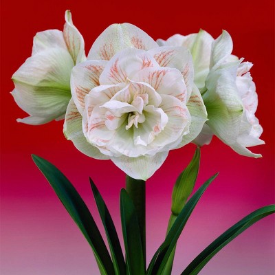 1ct Amaryllis Nymph Bulb - Van Zyverden