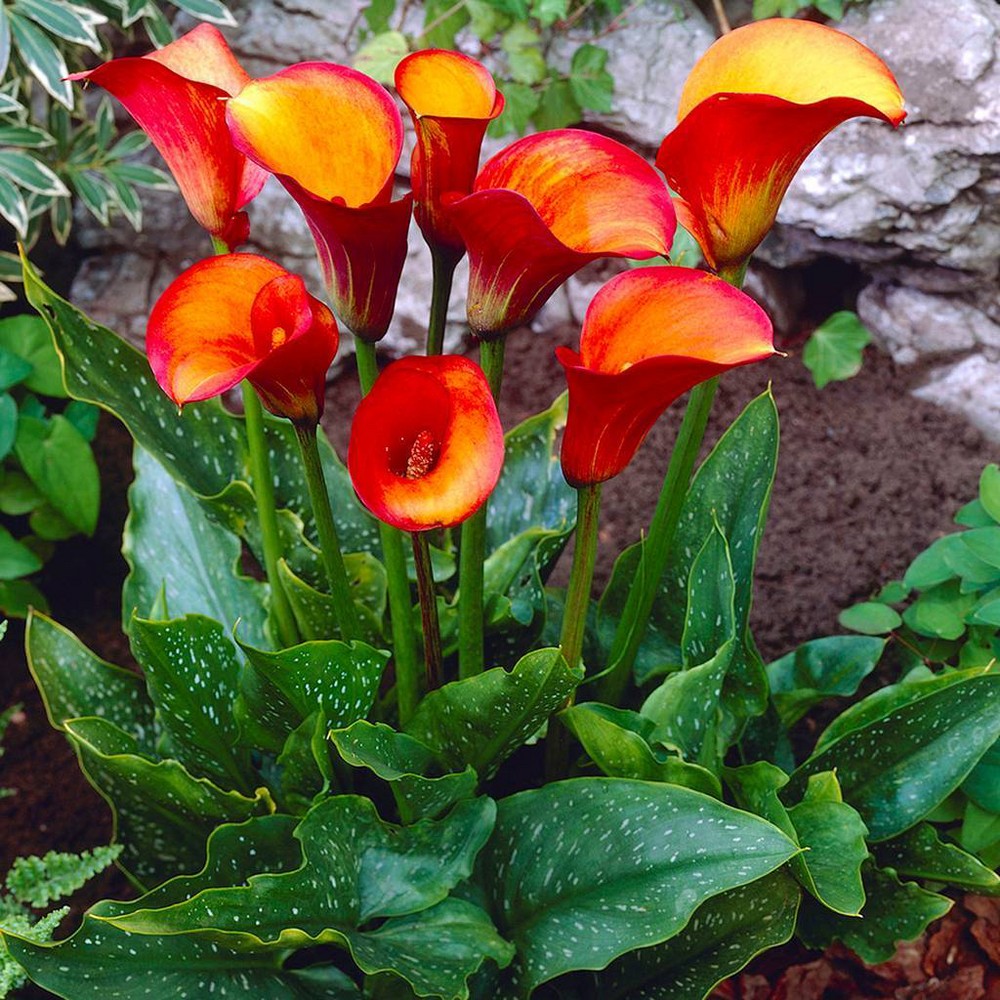 Photos - Garden & Outdoor Decoration Van Zyverden Set of 5 Callas Flame Bulbs