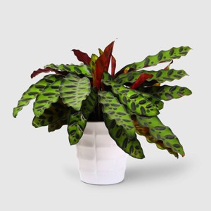 Live 5" Signature Foliage Plant - Good Little Garden™ - 1 of 4